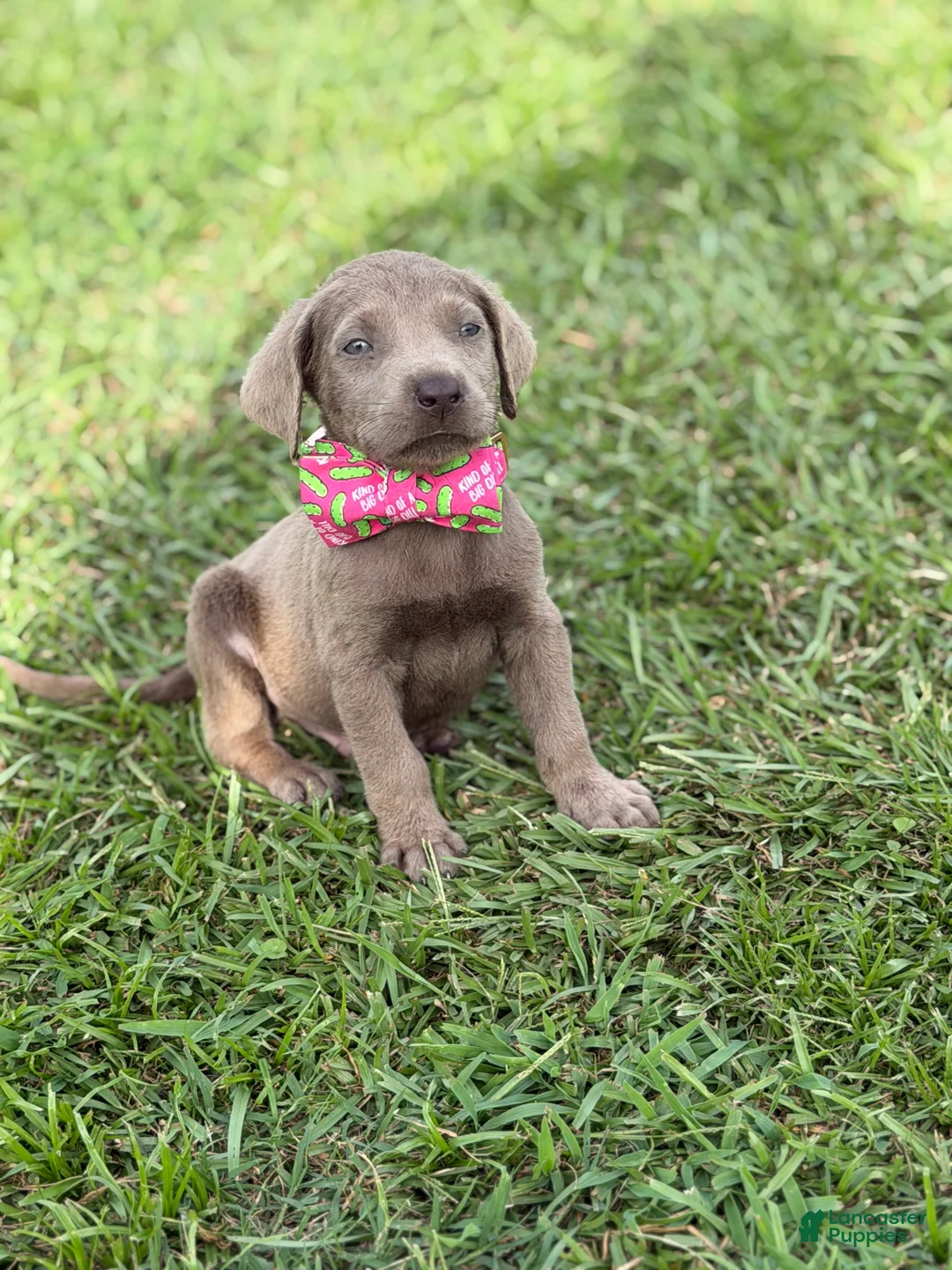 Labrador Retriever dogs for sale: Ralphie - Ad 2