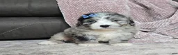 Mini Bernedoodle dogs for sale: Mini Walt - Ad 12