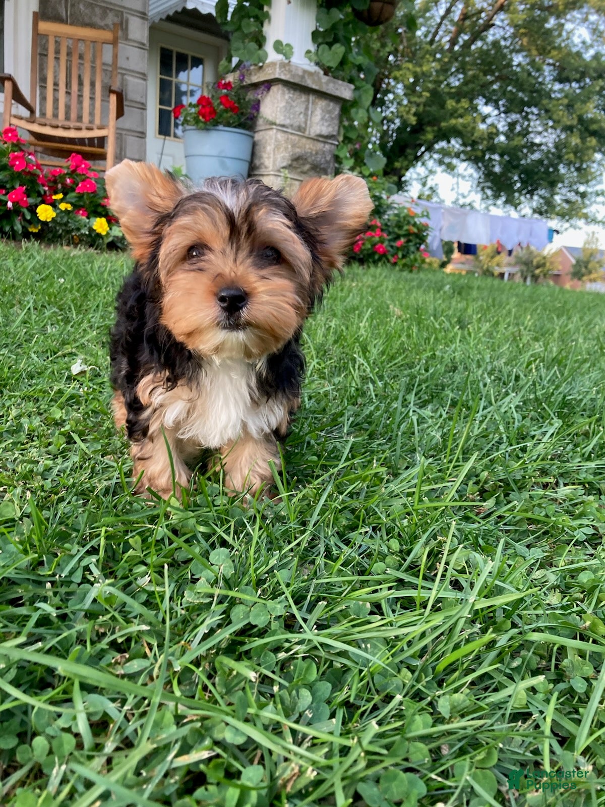 Yorkshire Terrier dogs Jesse - Ad 1