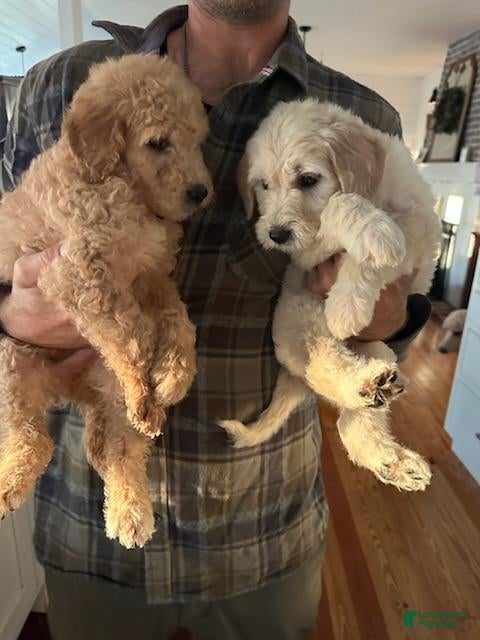 Goldendoodle dogs Goldendoodle Puppy 5 - Ad 17