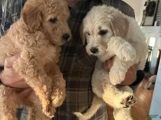 Goldendoodle dogs Goldendoodle Puppy 5 - Ad 17