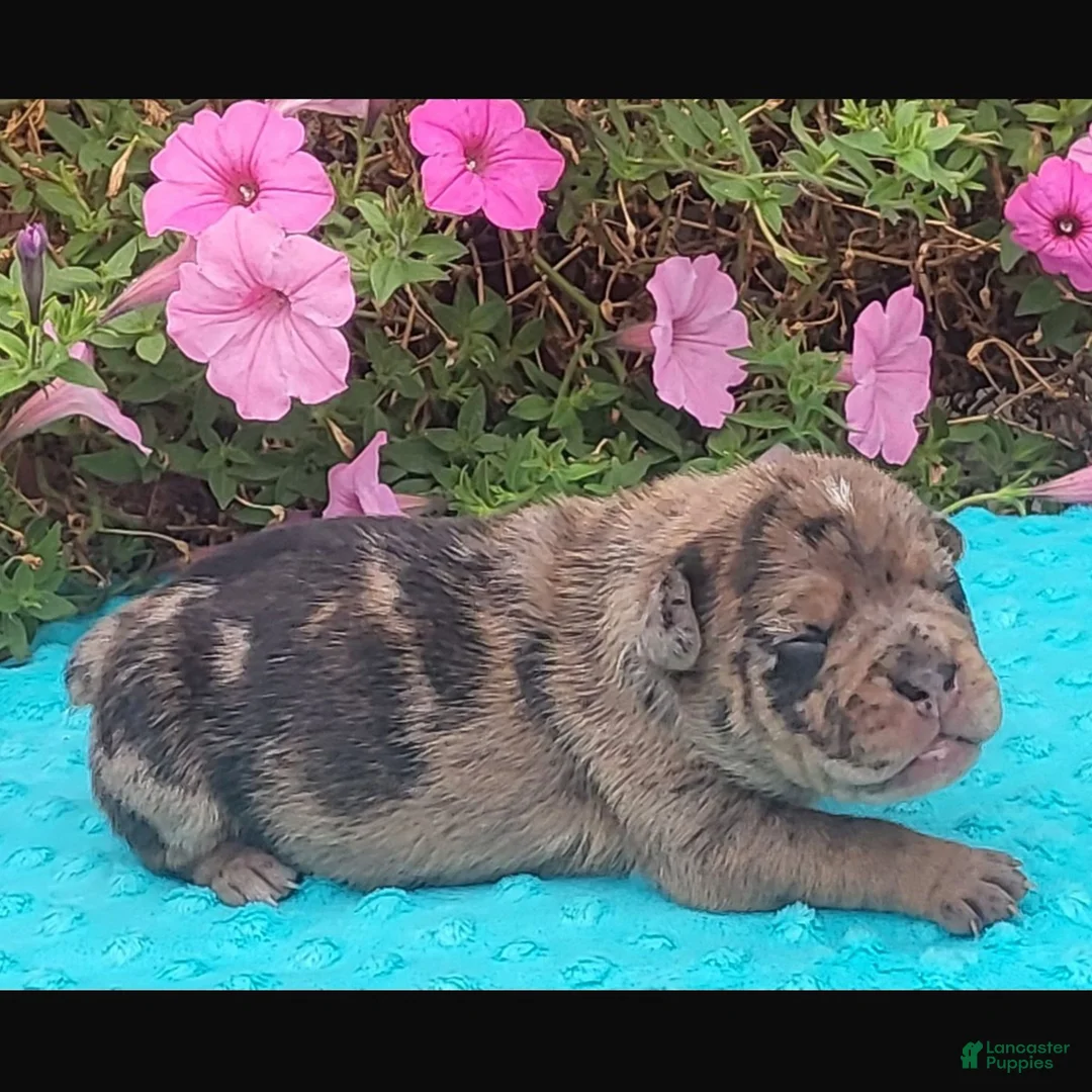 Beabull dogs for sale: Ginger  - Ad 1