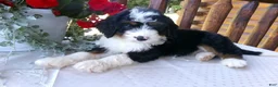 Mini Bernedoodle dogs for sale: Bryson - Ad 5