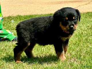 Rottweiler dogs - Ad 20