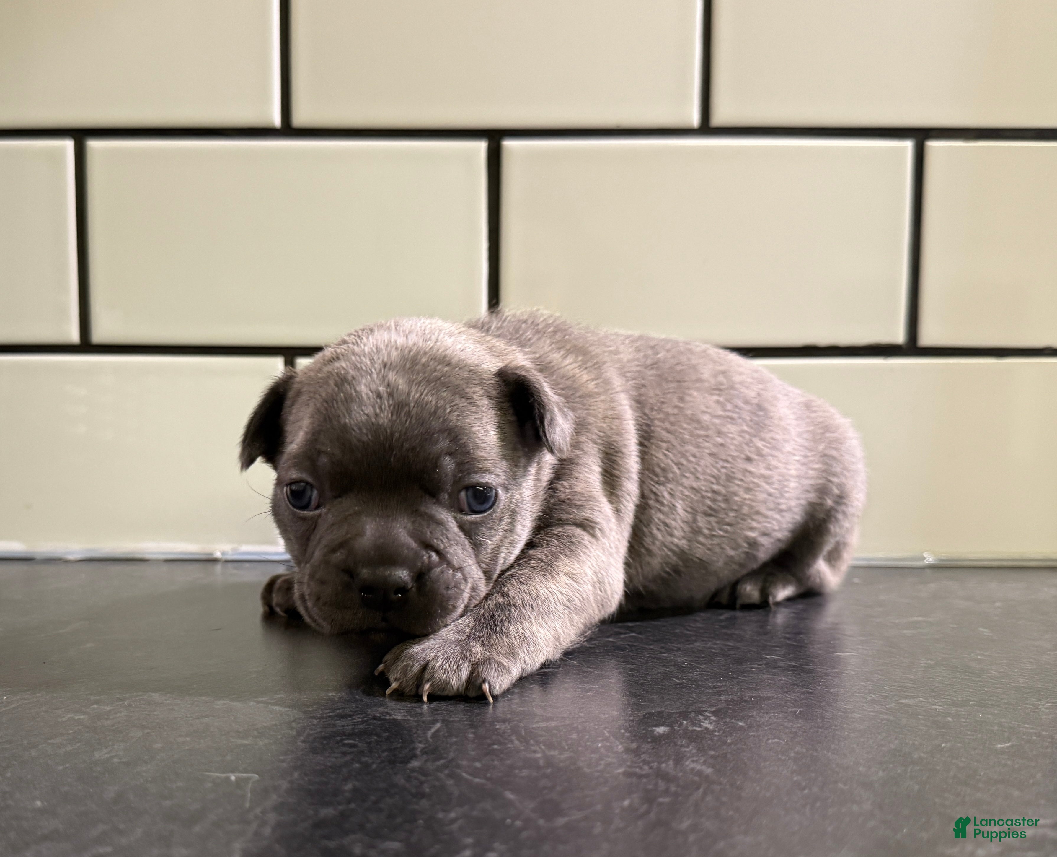 Frenchton dogs Frenchton Puppy 3 - Ad 39