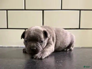 Frenchton dogs Frenchton Puppy 3 - Ad 39