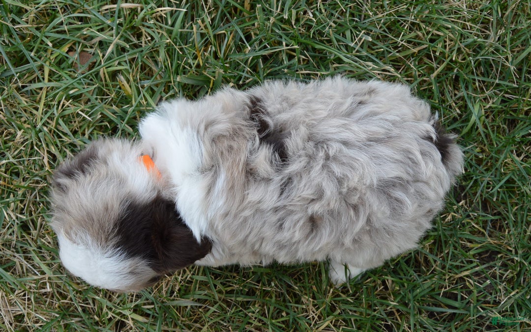 Mini Aussiedoodle dogs for sale: Toy Axel - Ad 7
