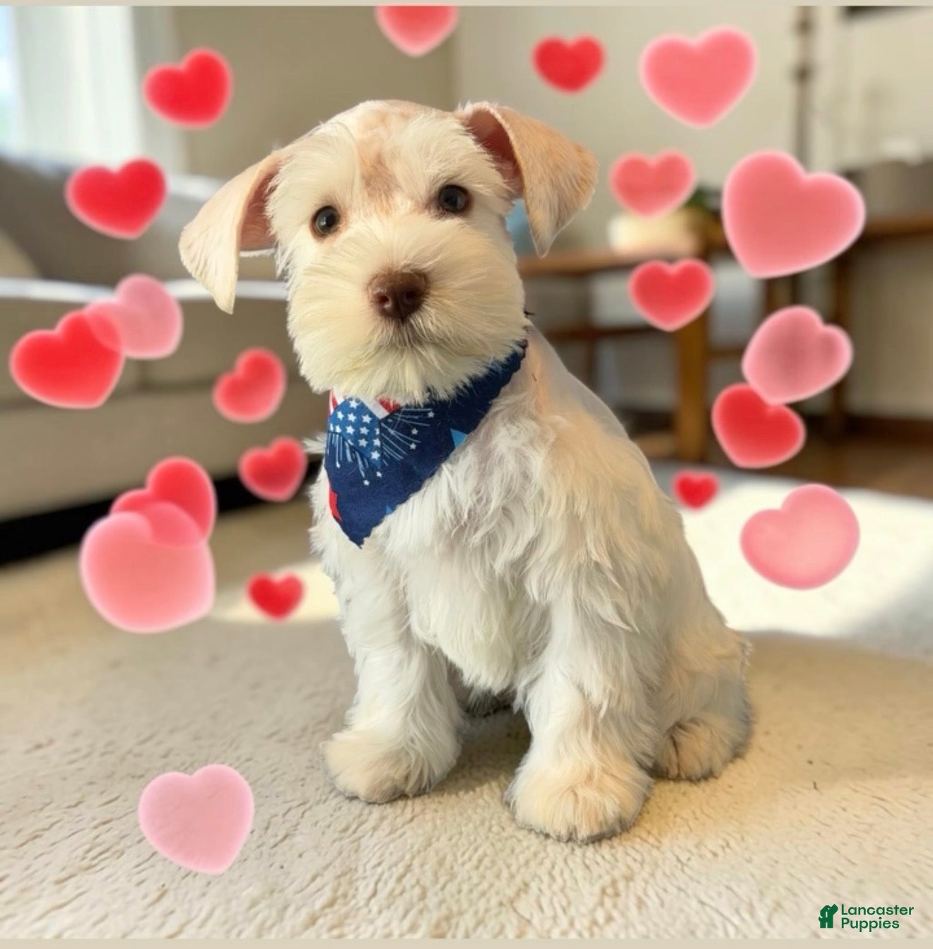Miniature Schnauzer dogs Miniature Schnauzer Puppy 1 - Ad 37
