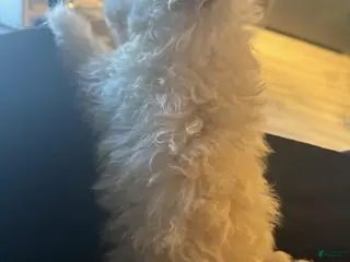 Maltipoo dogs Maltipoo toy hypoallergenic Puppy 1 - Ad 2