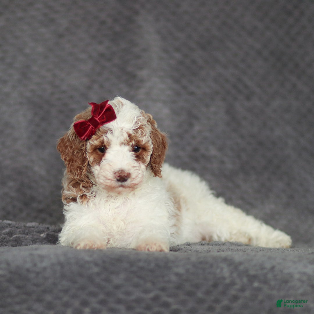 Mixed Breed dogs for sale: Rachel - Ad 3