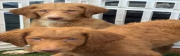 Goldendoodle dogs for sale: Deuce - Ad 6