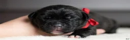 Cane Corso dogs for sale: Black Velvet Abyss Scarlet Shadow - Ad 3
