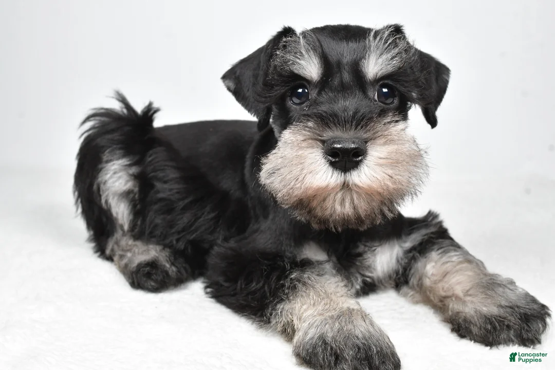 Miniature Schnauzer dogs for sale: Jasper - Ad 8