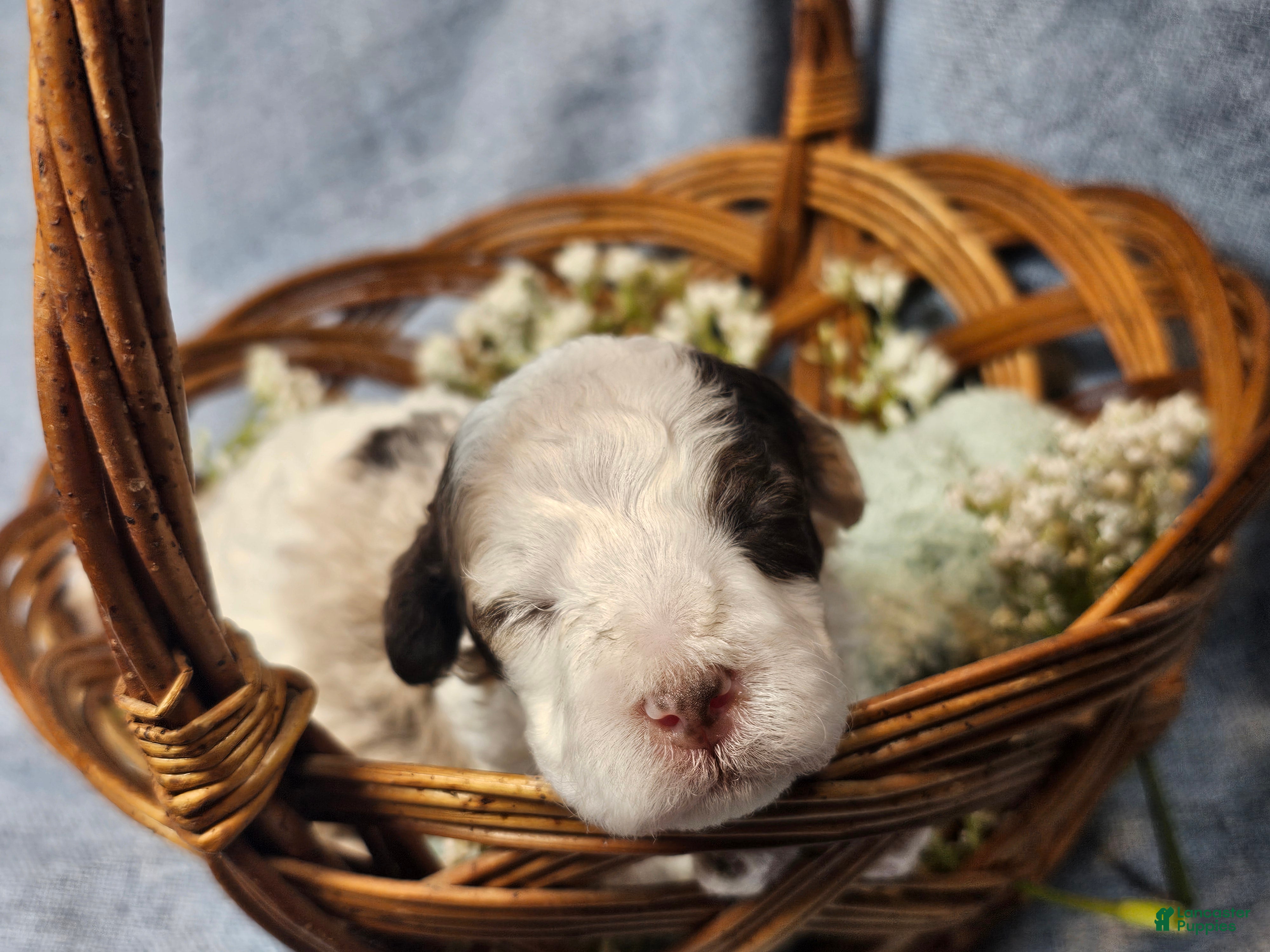 Mini Goldendoodle dogs for sale: Cider  - Ad 2