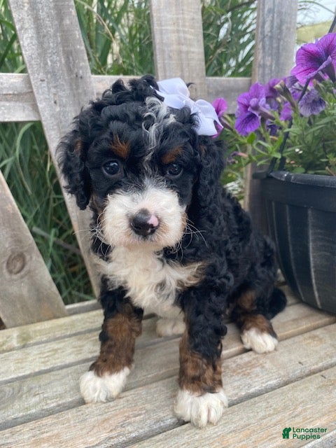 Mini Bernedoodle dogs Kandy - Ad 2