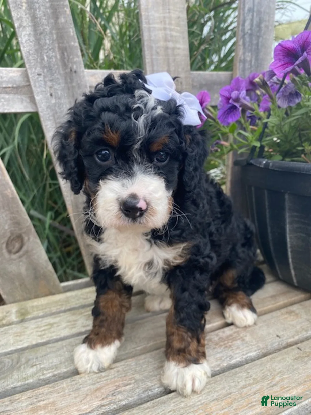 Mini Bernedoodle dogs for sale: Kandy - Ad 2