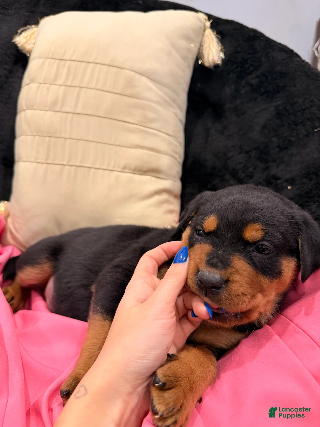 Rottweiler dogs for sale: Rottweiler Puppy 1 - Ad 1
