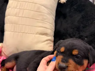 Rottweiler dogs Rottweiler Puppy 1 - Ad 1