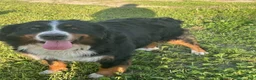 Bernese Mountain Dog dogs for sale: Pink Collar Girl - Ad 10