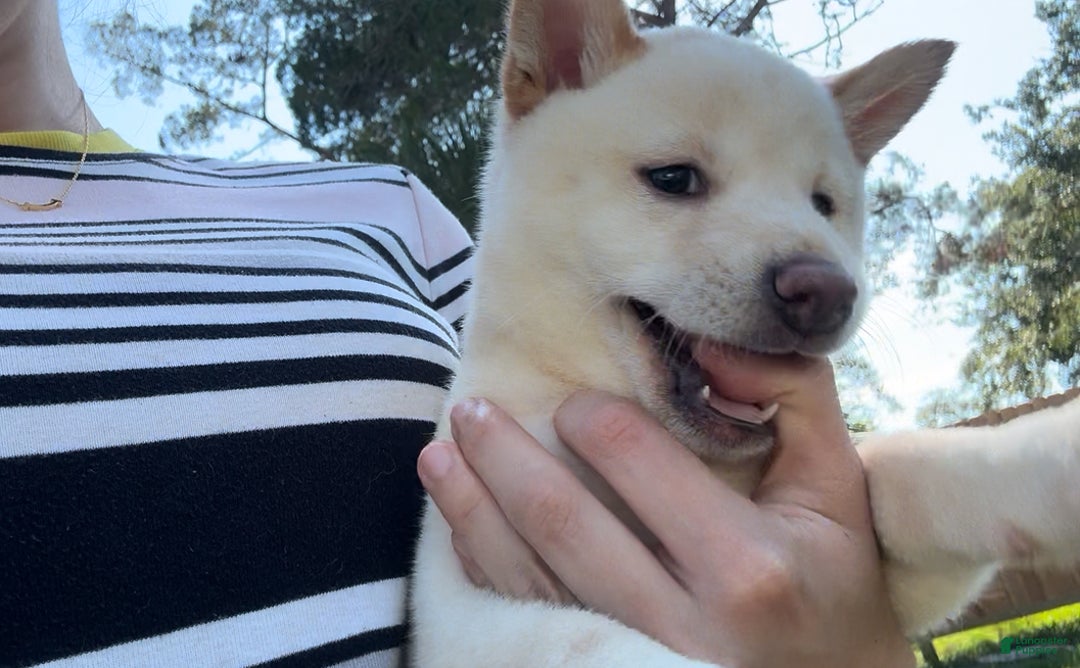 Shiba Inu dogs for sale: Shiba Inu Puppy 5 - Ad 12