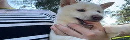 Shiba Inu dogs for sale: Shiba Inu Puppy 5 - Ad 12