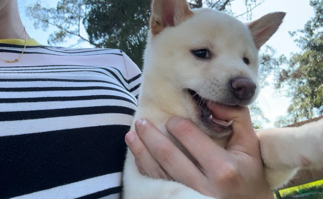 Shiba Inu dogs for sale: Shiba Inu Puppy 5 - Ad 12