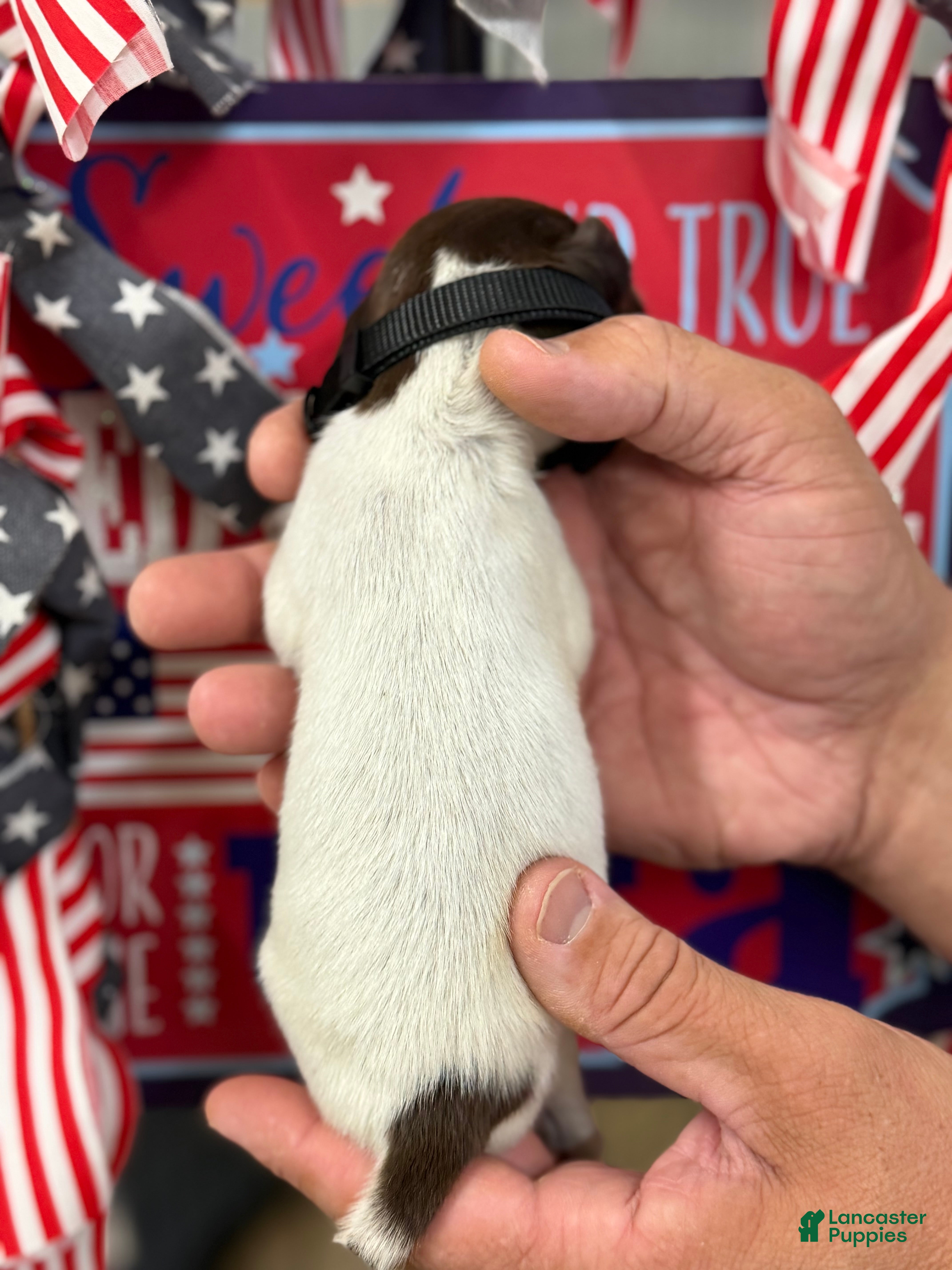 German Shorthaired Pointer dogs Eagle  - Ad 2