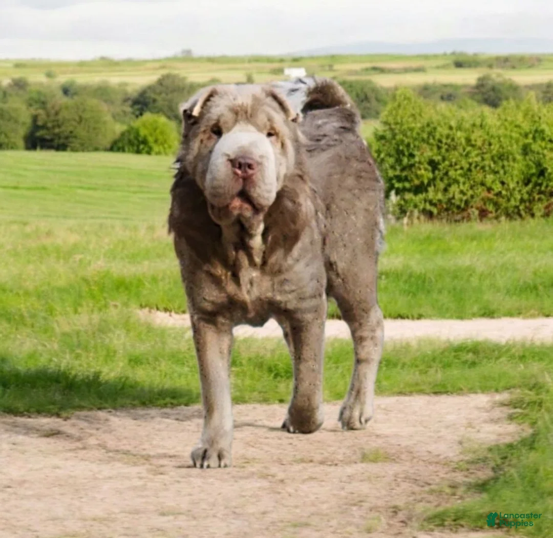 Shar Pei dogs for sale: Banksy mini lilac flower bear  - Ad 18