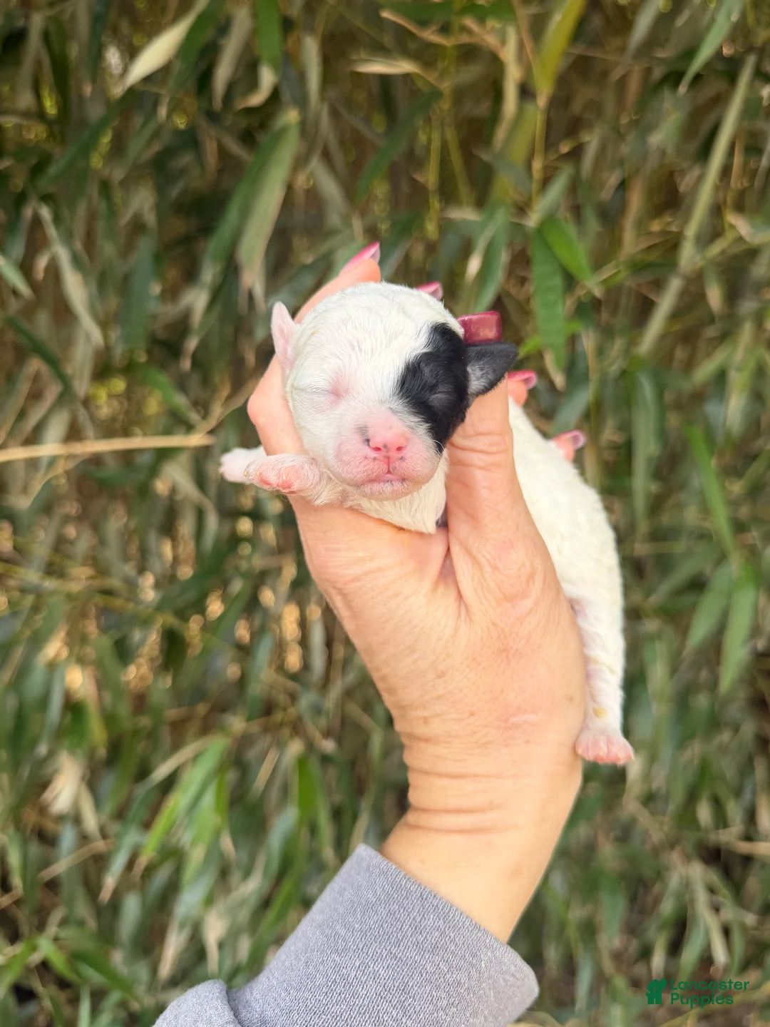 Bichpoo dogs for sale: Bichpoo Puppy 2 - Ad 1