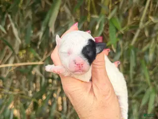 Bichpoo dogs Bichpoo Puppy 2 - Ad 39