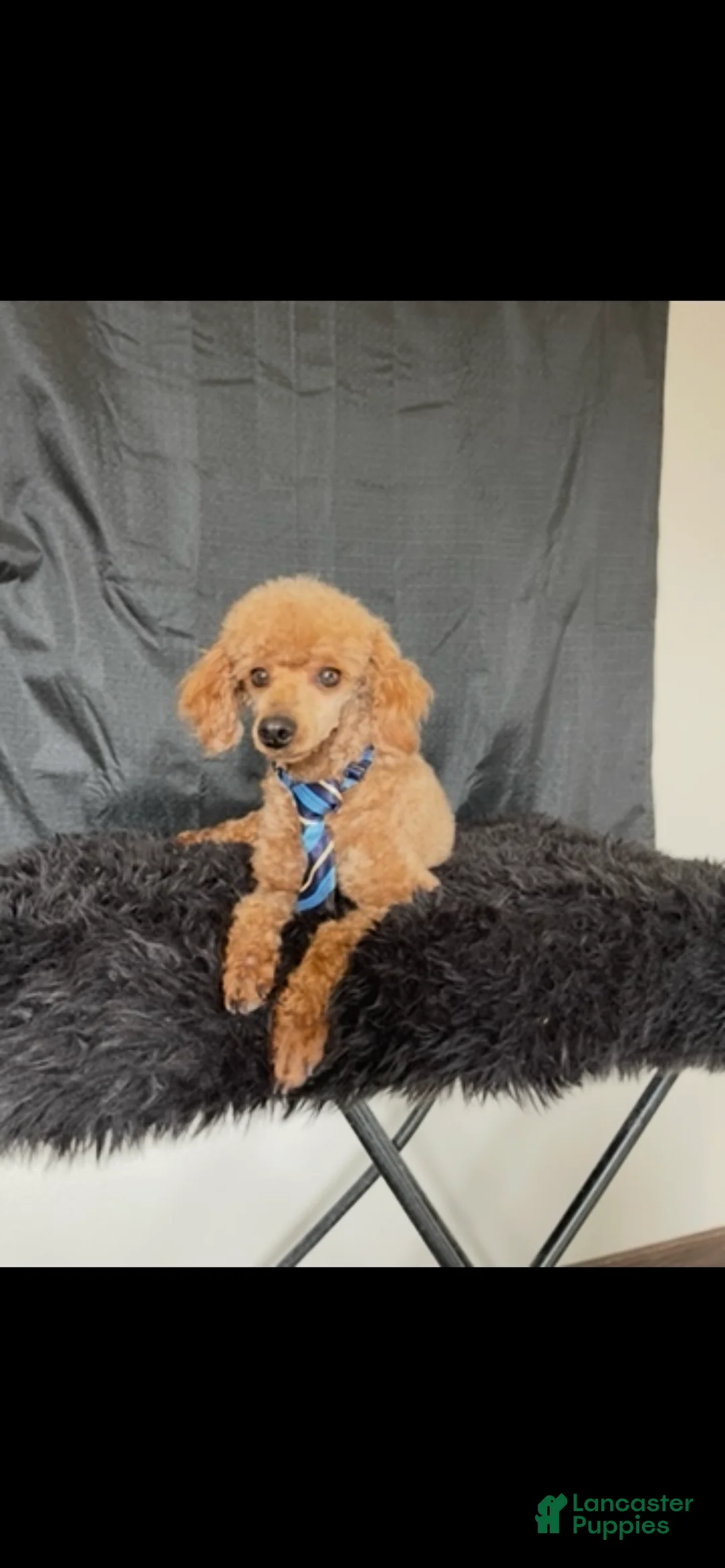 Miniature Poodle dogs for sale: Akc Clear genetics Proven Red Boy - Ad 7