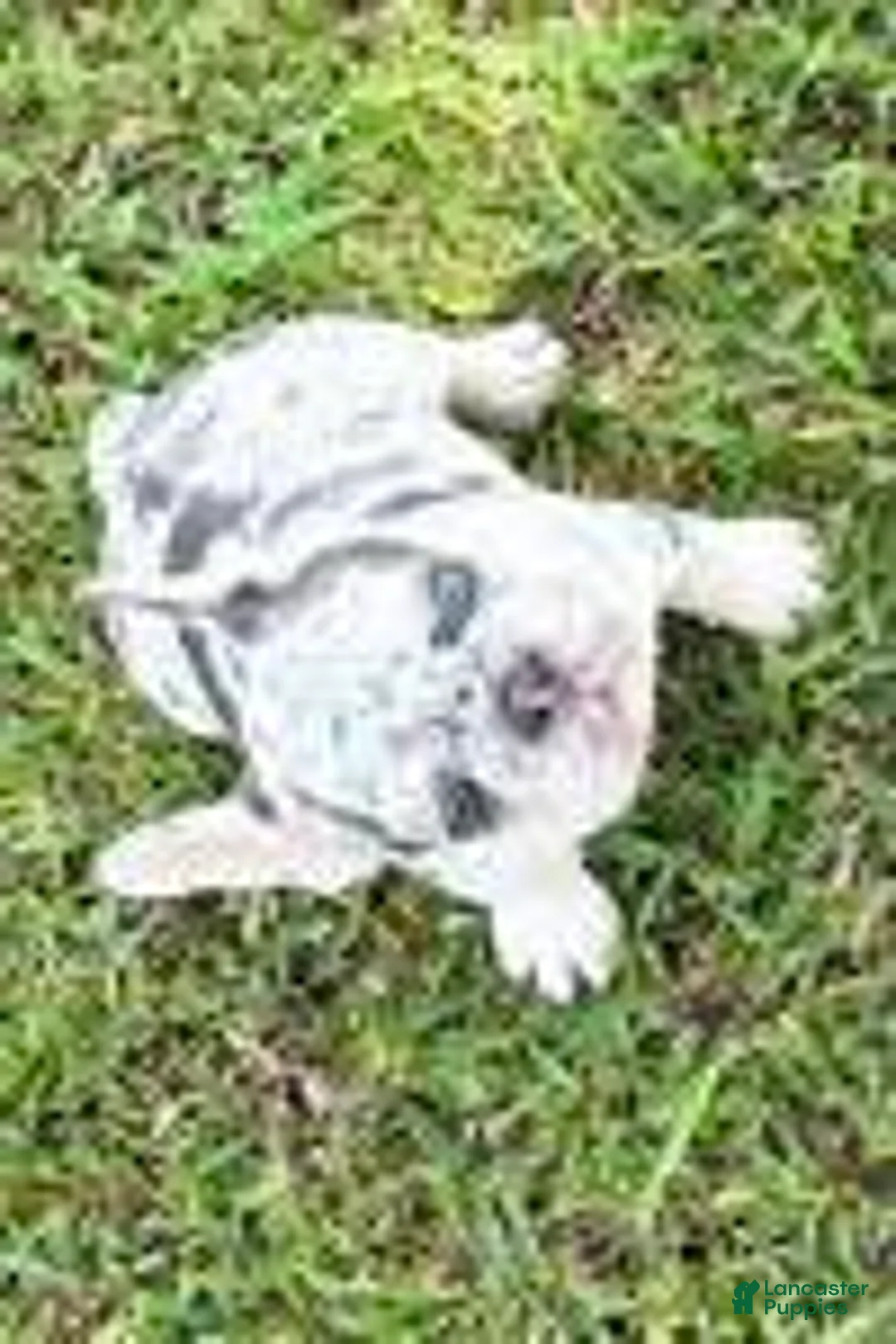 French Bulldog dogs for sale: Sage - Ad 2