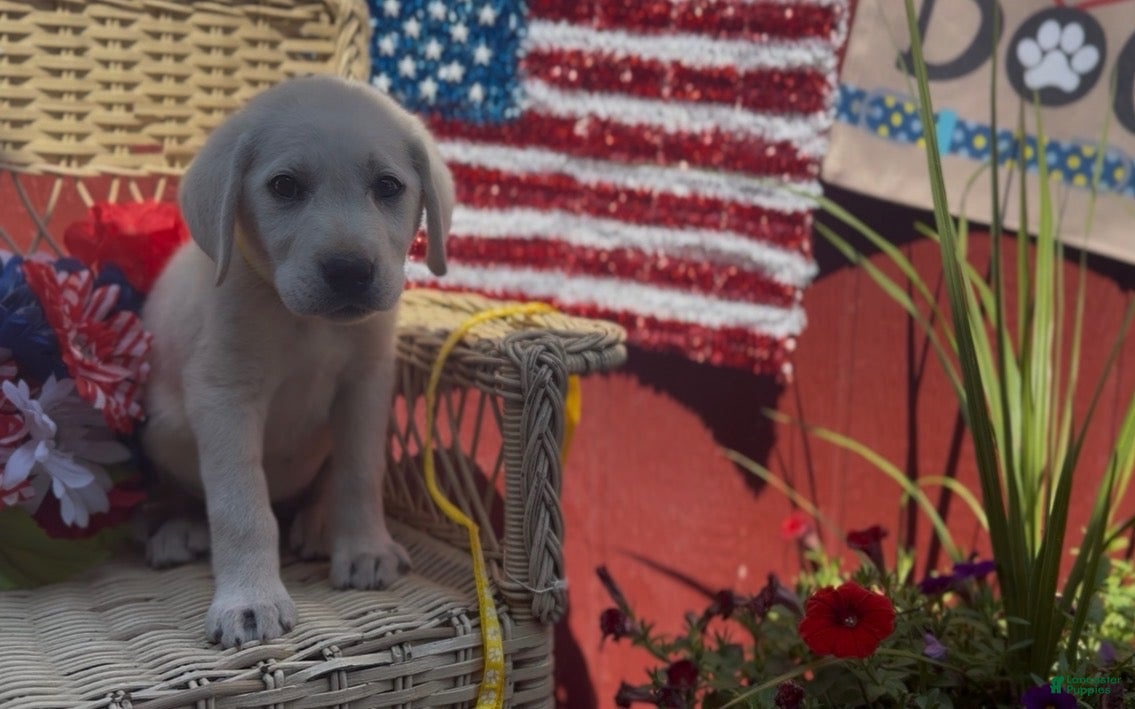 Labrador Retriever dogs Bentley_Male - Ad 2