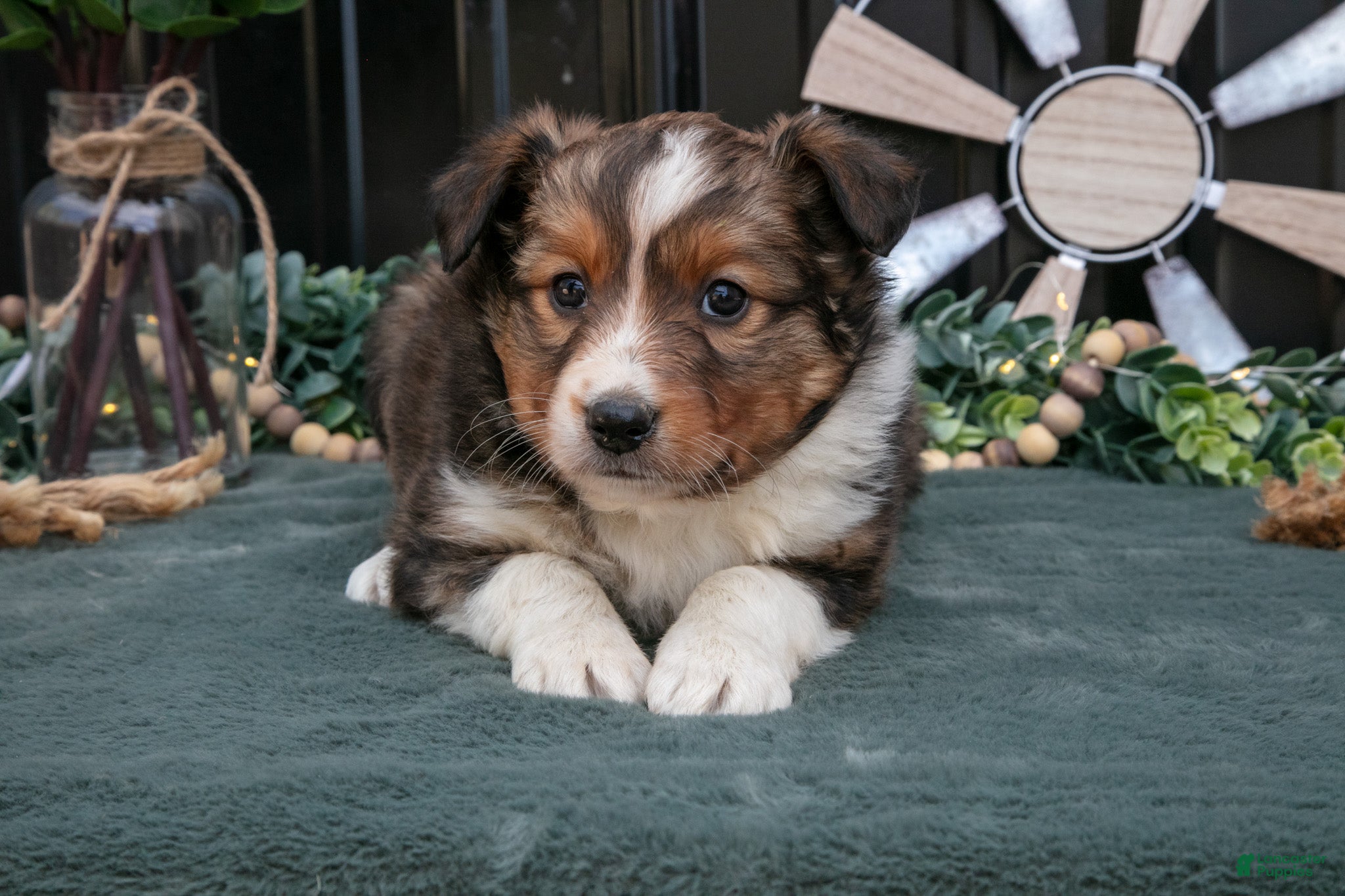 Mixed Breed dogs Fanny - Ad 1