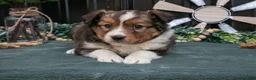 Mixed Breed dogs for sale: Fanny - Ad 1