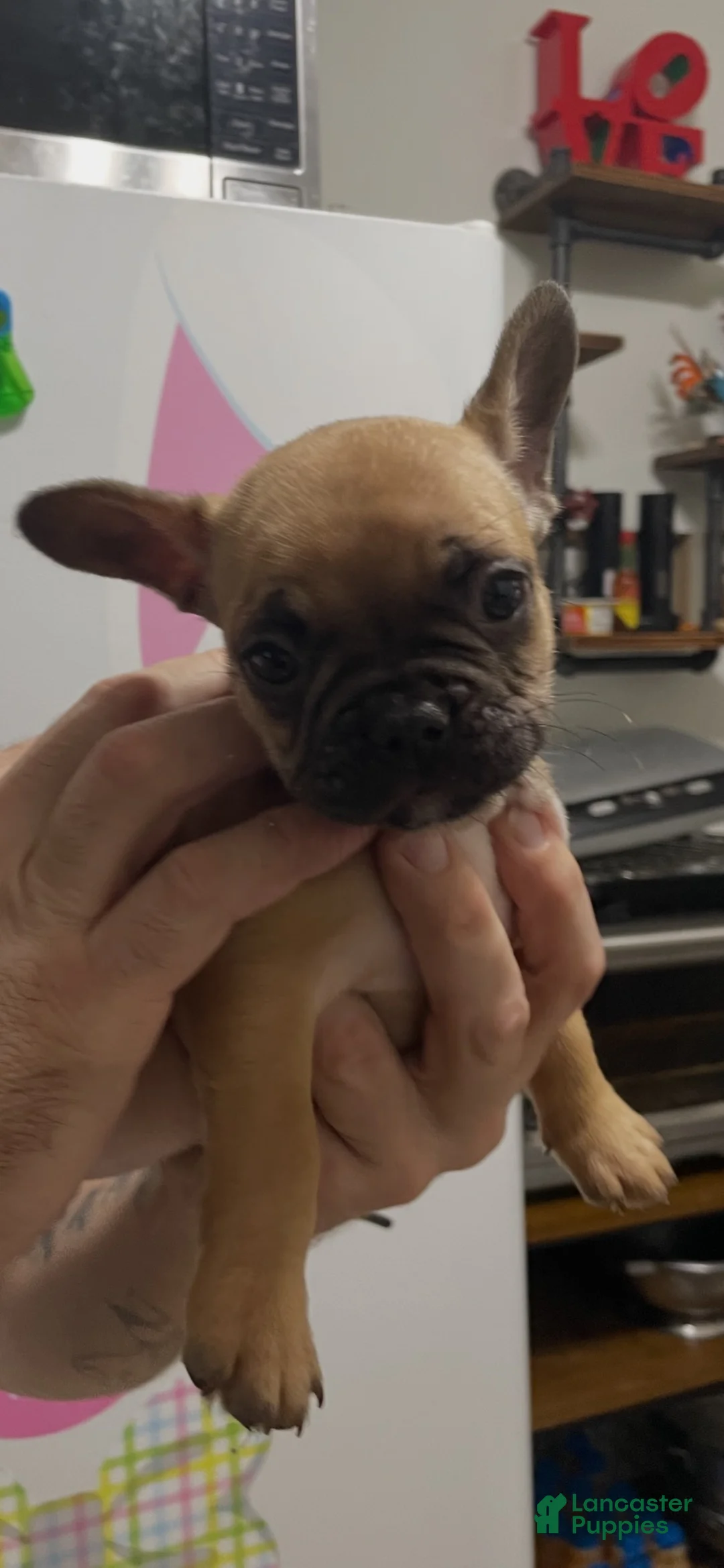 French Bulldog dogs for sale: French Bulldog 2 - Ad 14