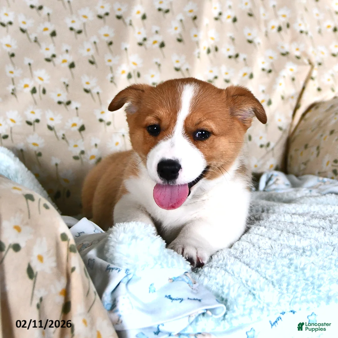 Welsh Corgi Pembroke dogs for sale: Milo - Ad 3