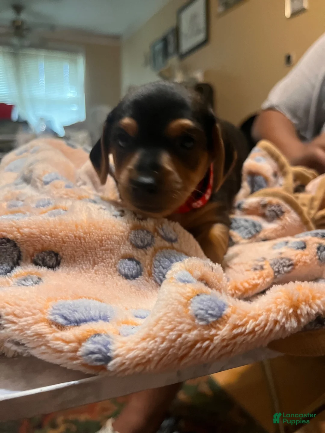 Dorkie dogs for sale: Dorkie 1 - Ad 2