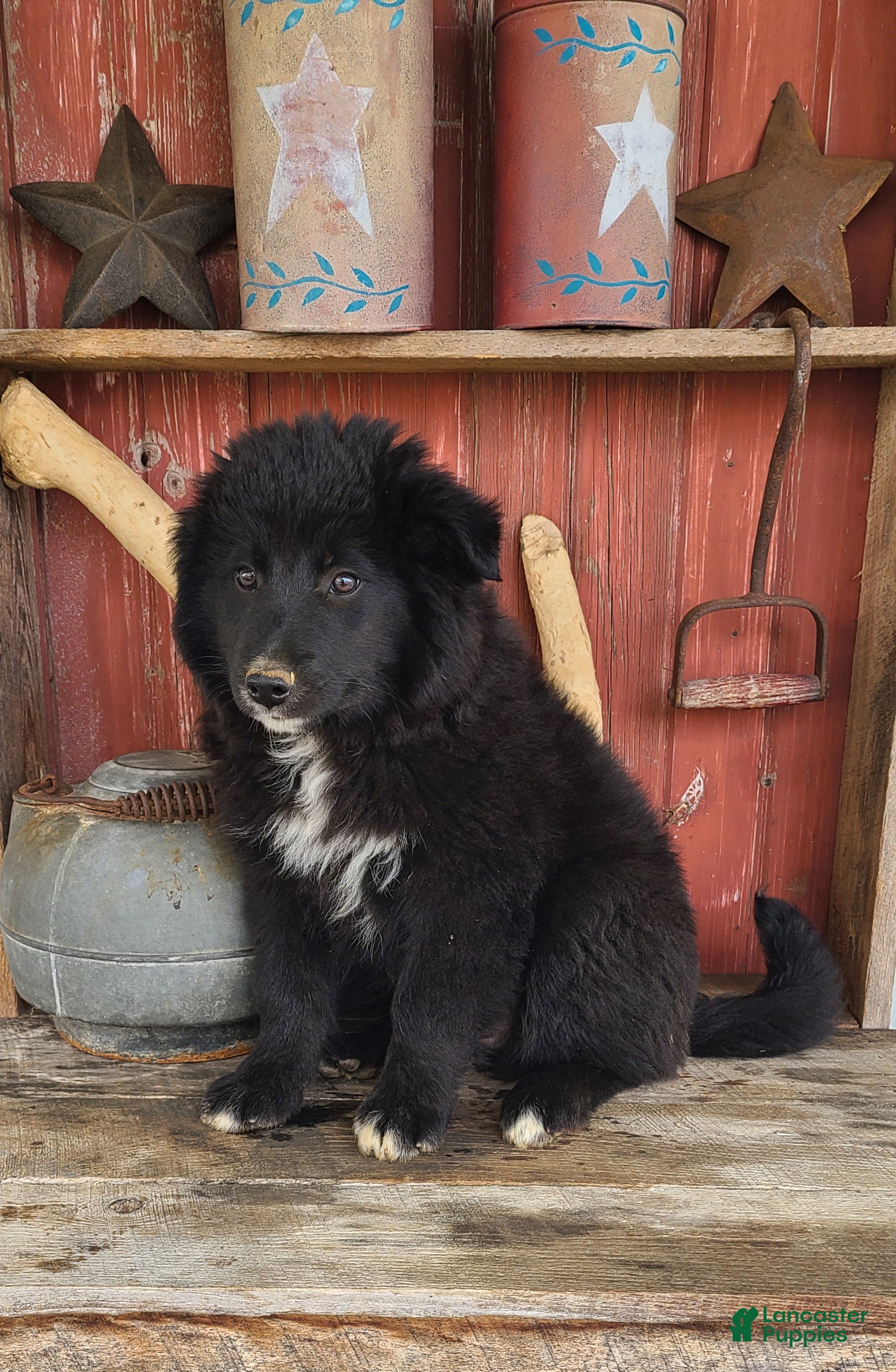 Mixed Breed dogs Mixed Breed Puppy 2 - Ad 1