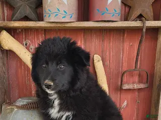 Mixed Breed dogs for sale: Mixed Breed Puppy 2 - Ad 1