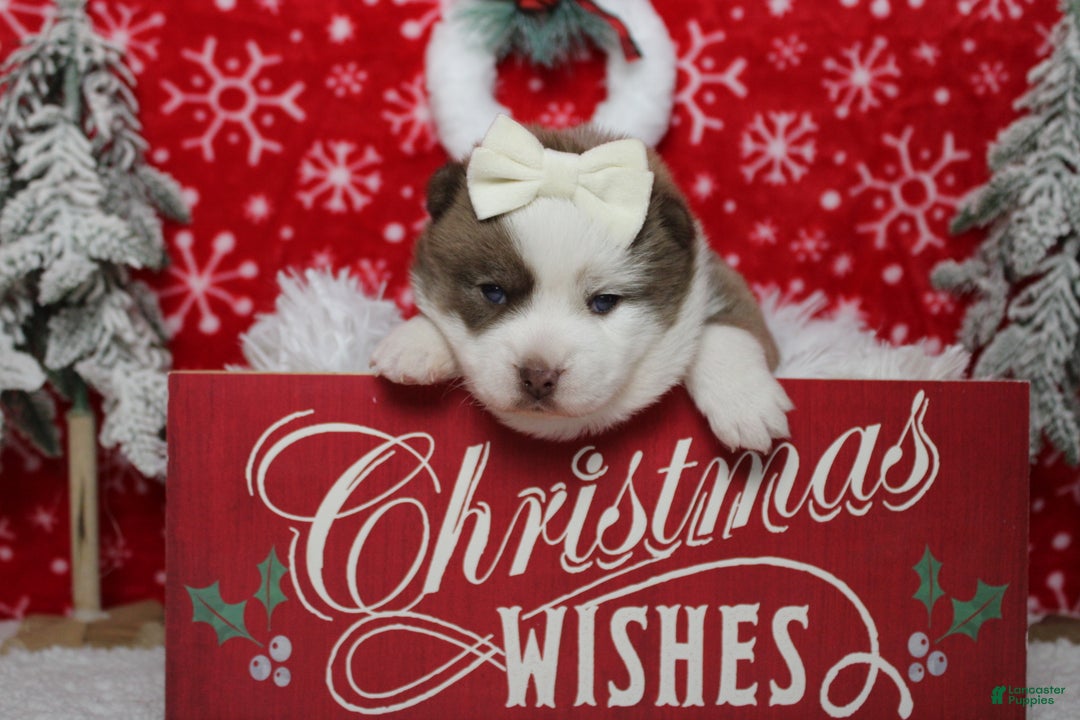 Pomsky dogs for sale: Denali  - Ad 1