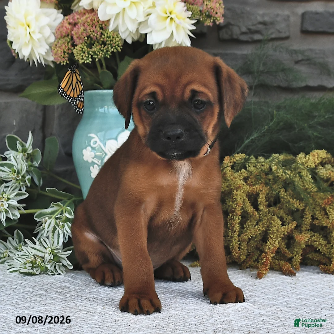 Mixed Breed dogs for sale: Mocha - Ad 2