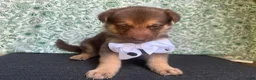 German Shepherd dogs for sale: Birch - Ad 6