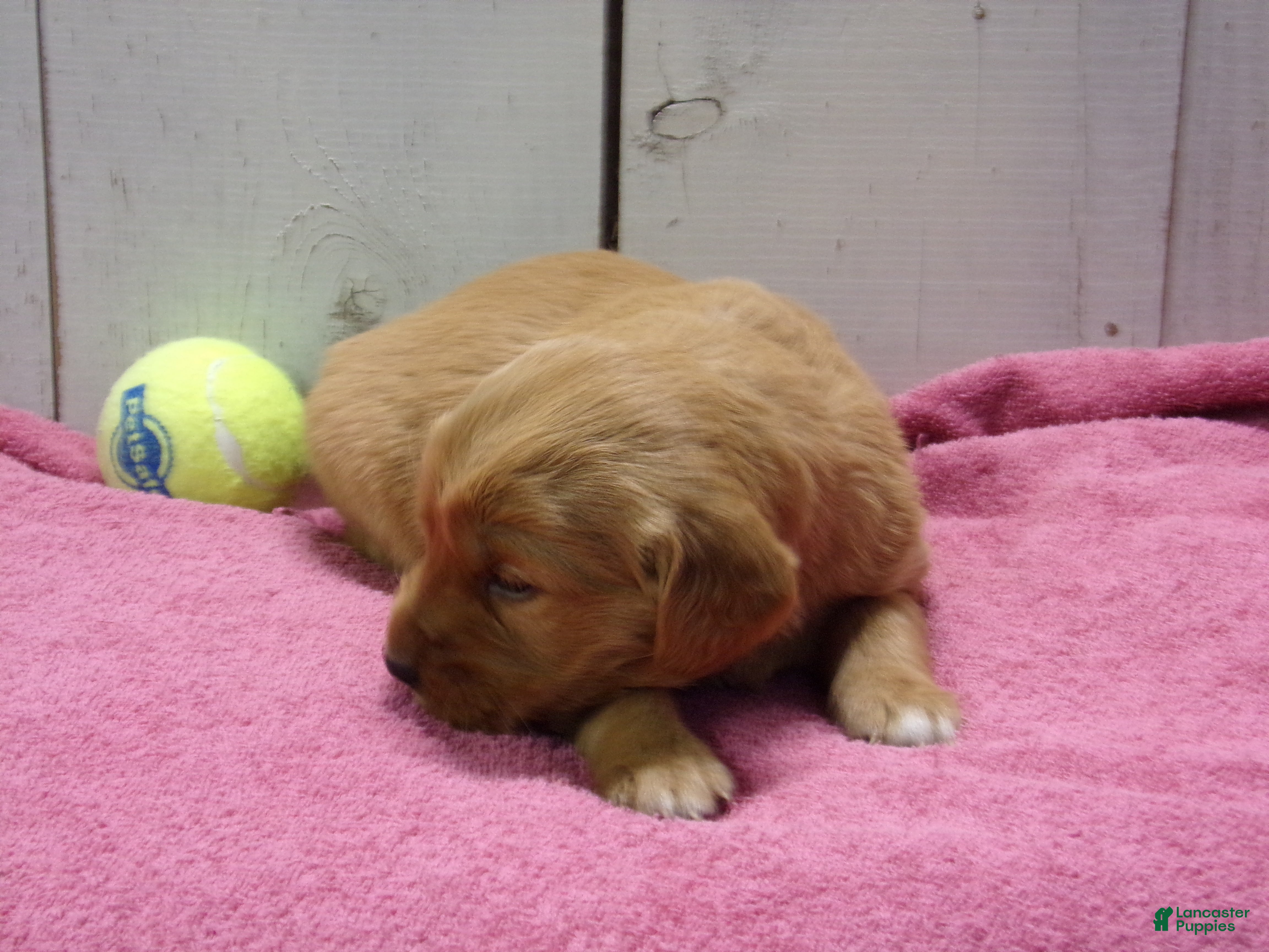 Golden Retriever dogs Brooke - Ad 1