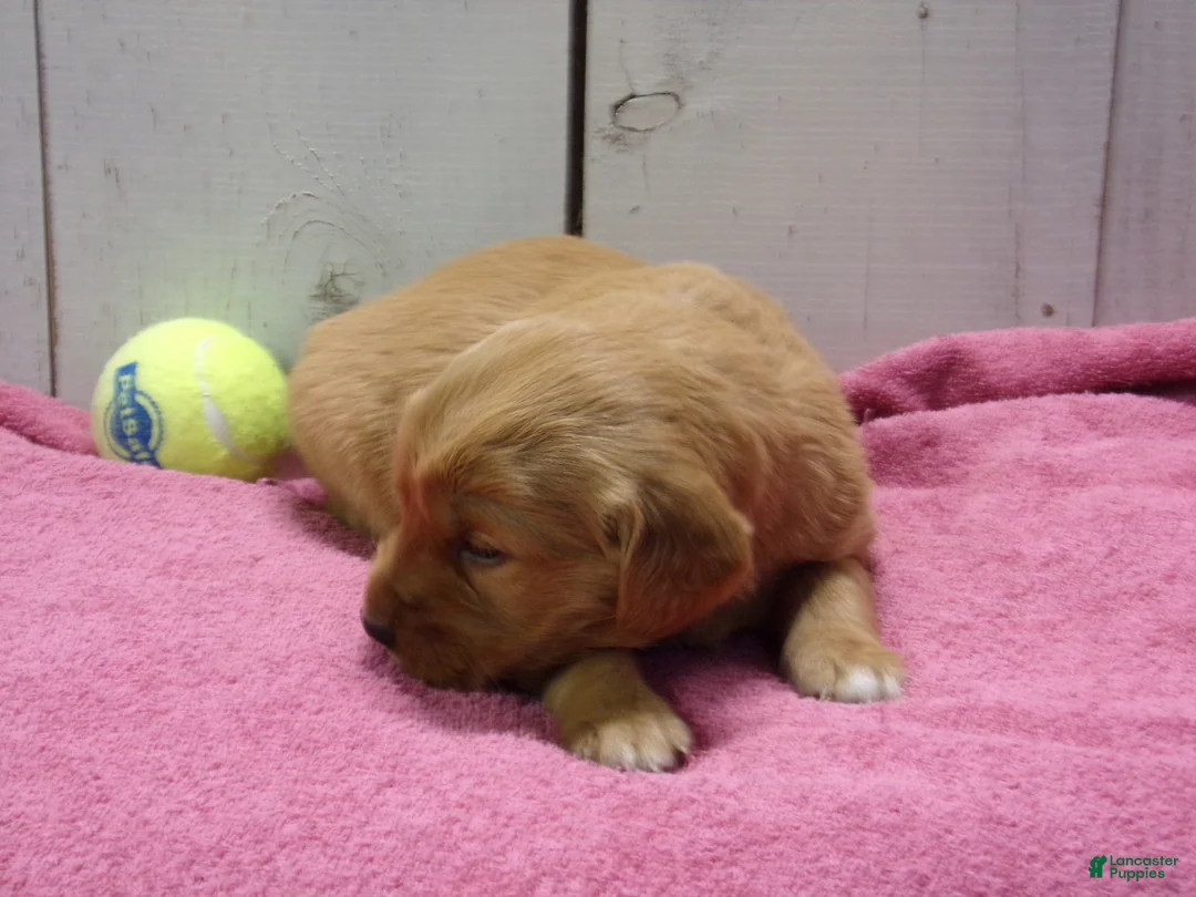 Golden Retriever dogs for sale: Brooke - Ad 1