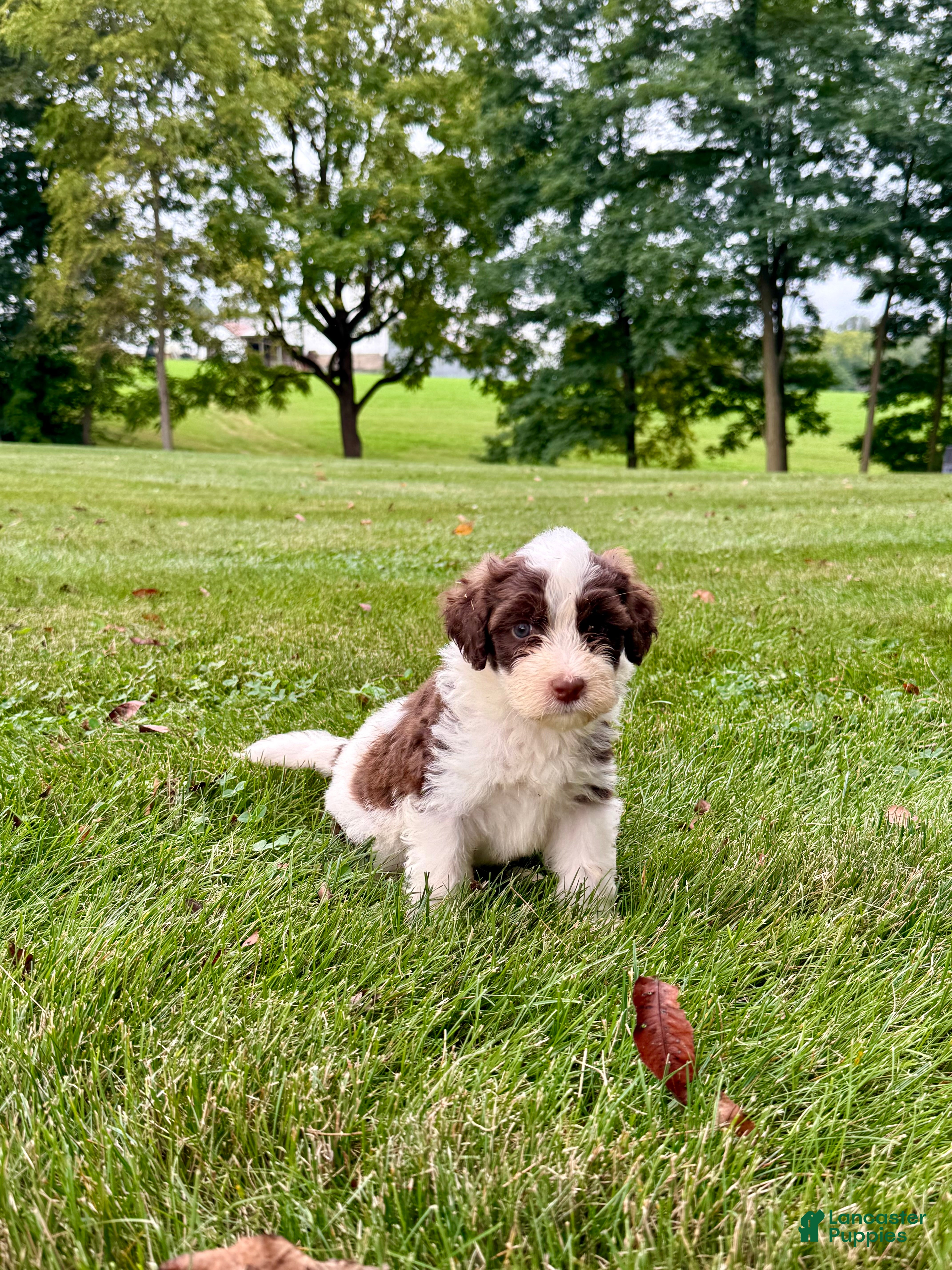 Portuguese Water Dog dogs Zeke - Ad 2