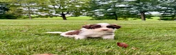 Portuguese Water Dog dogs for sale: Zeke - Ad 2