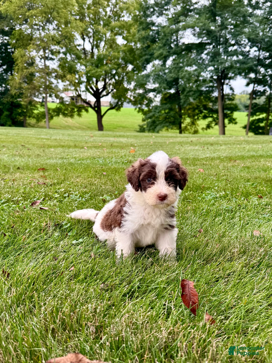 Portuguese Water Dog dogs for sale: Zeke - Ad 2