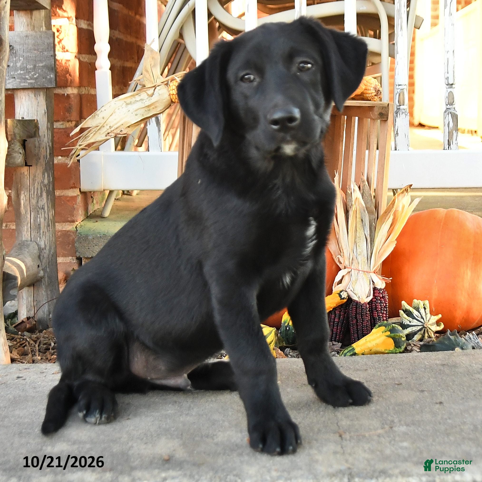 Mixed Breed dogs for sale: Buster - Ad 1