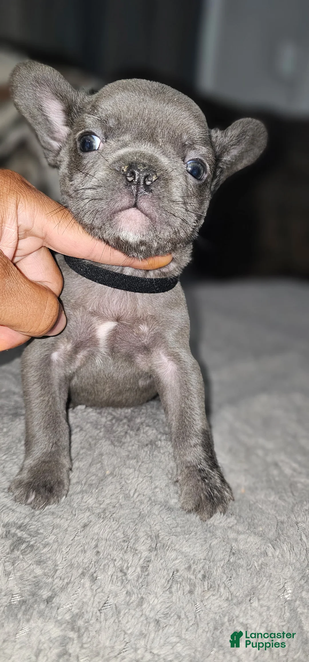 French Bulldog dogs for sale: French Bulldog 7 - Ad 1